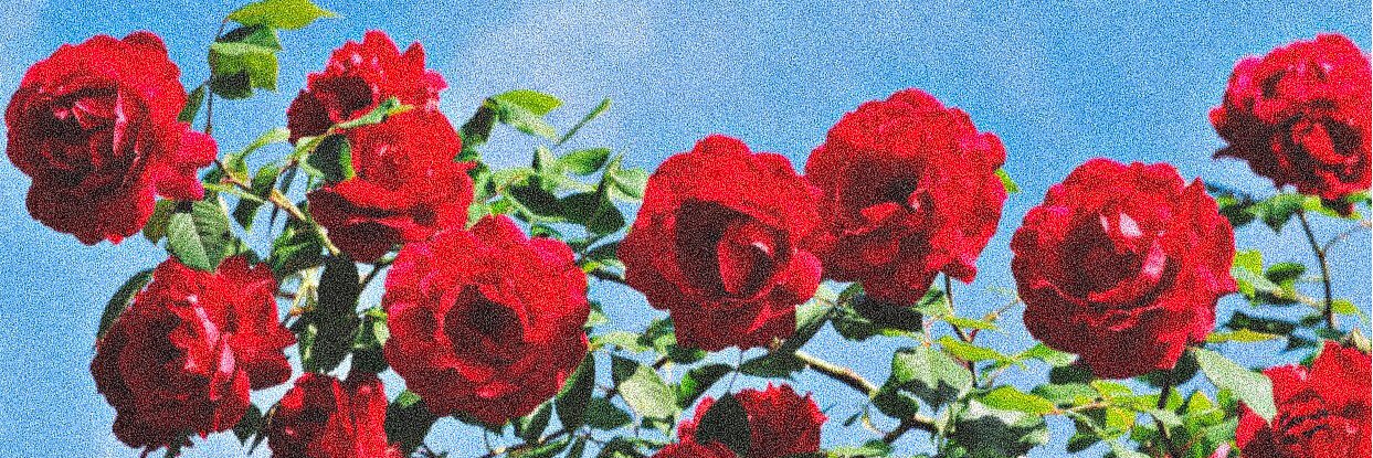Jèy's banner