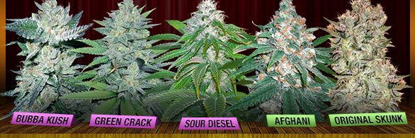 cali weed delivery UK , EU , USA, buds. pot's banner
