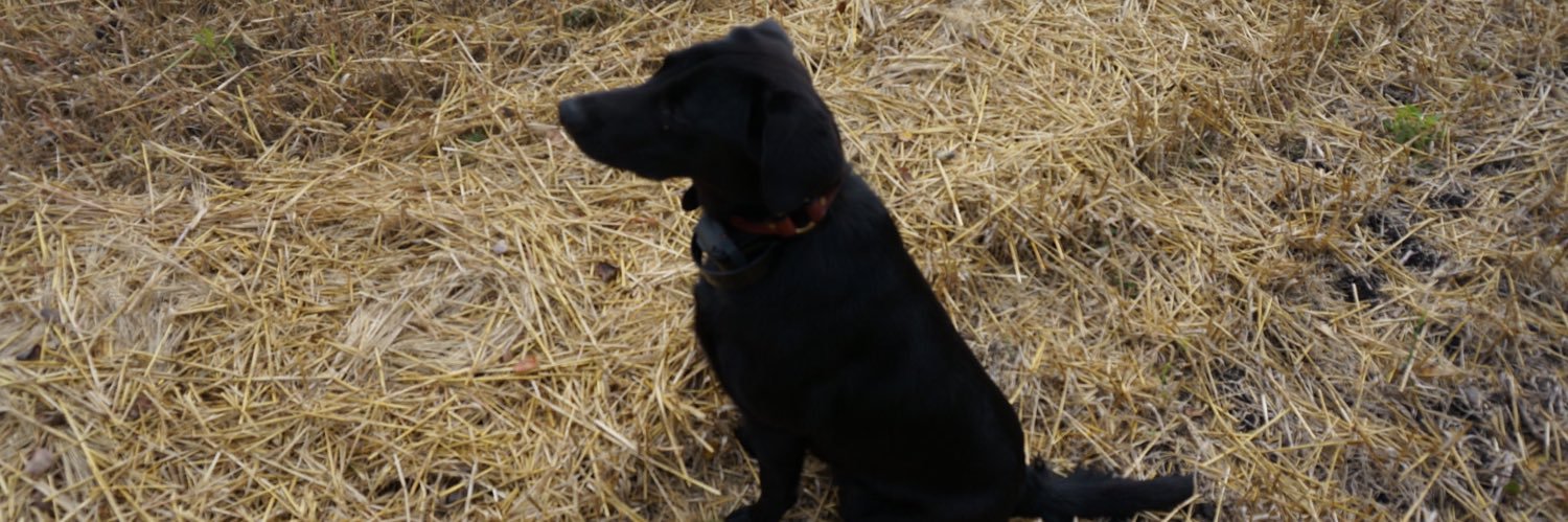 Mark Mi Duck Hunter's banner