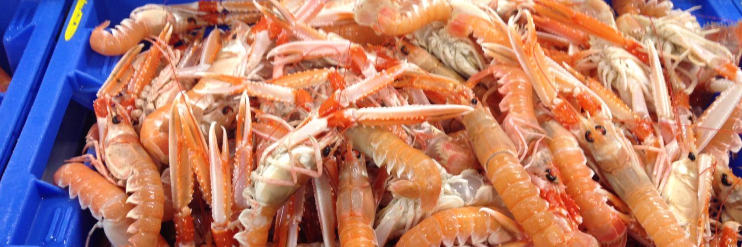 Lochfyne Langoustines Ltd's banner
