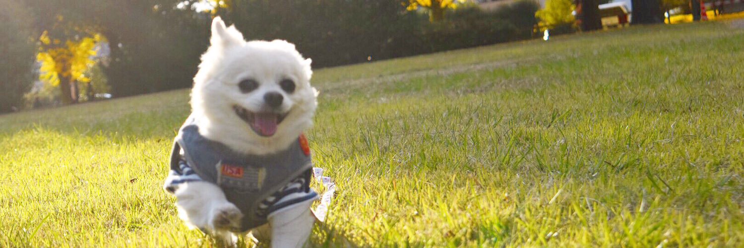Coo Channel🐶❤️【YouTube】's banner
