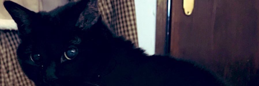 猫さんたちと…'s banner