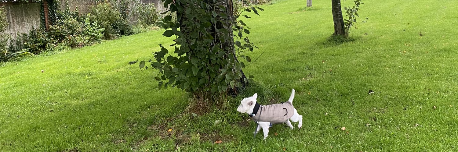 Albert the westie's banner