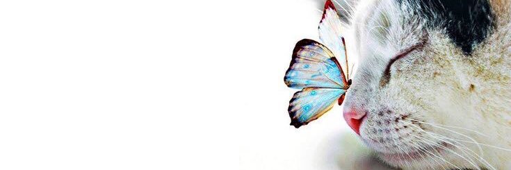 Nilda vickie's banner