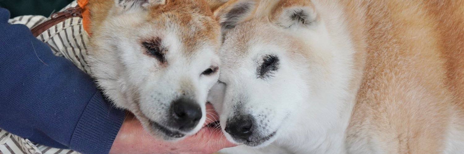 【18才柴犬うーちゃんのしあわせ散歩】老犬ホーム・ペットホテル ゆるやか's banner