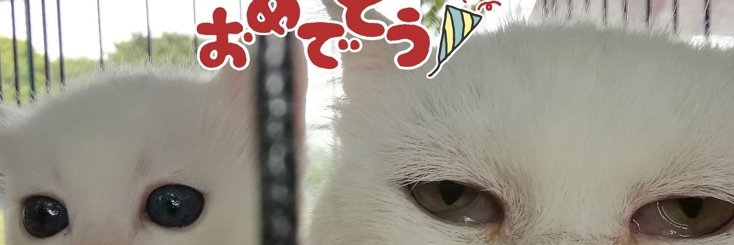 🍀TNR地域猫の会🍀子猫の里親募集中's banner