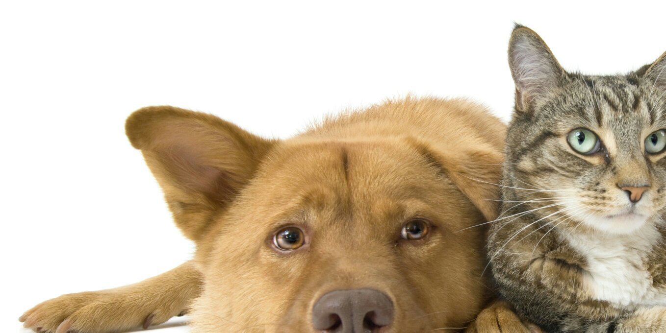 VC Animal Services's banner