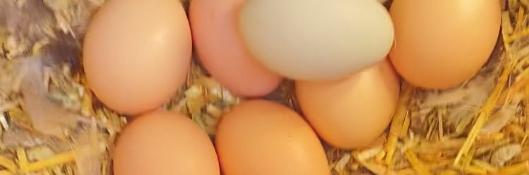Deborah 🐓🐓🐓's banner