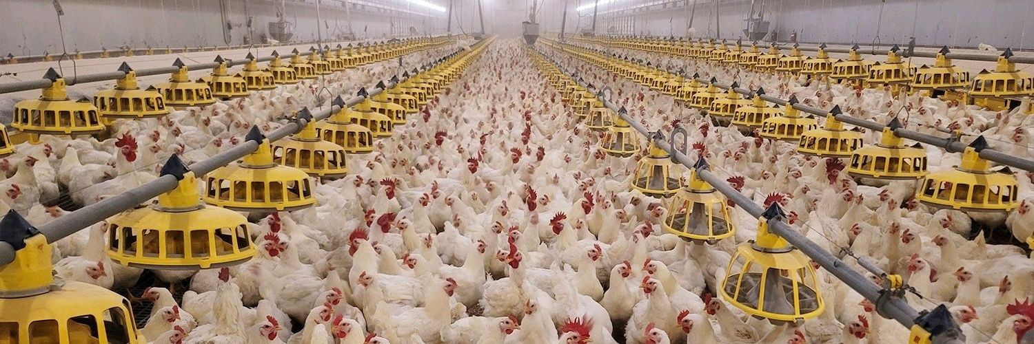 THE FARM MANAGER🥚🐥's banner