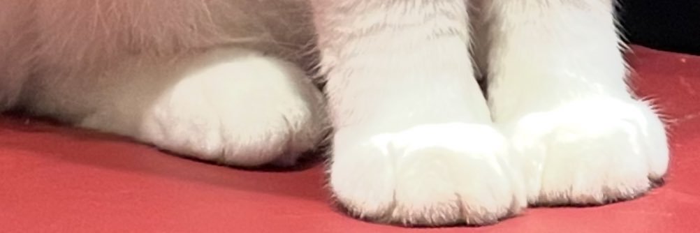 ここかしら's banner