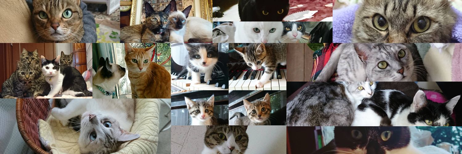 朔🐈断然猫派's banner