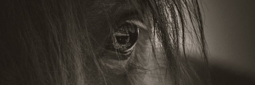 Deniz Çetinkaya's banner
