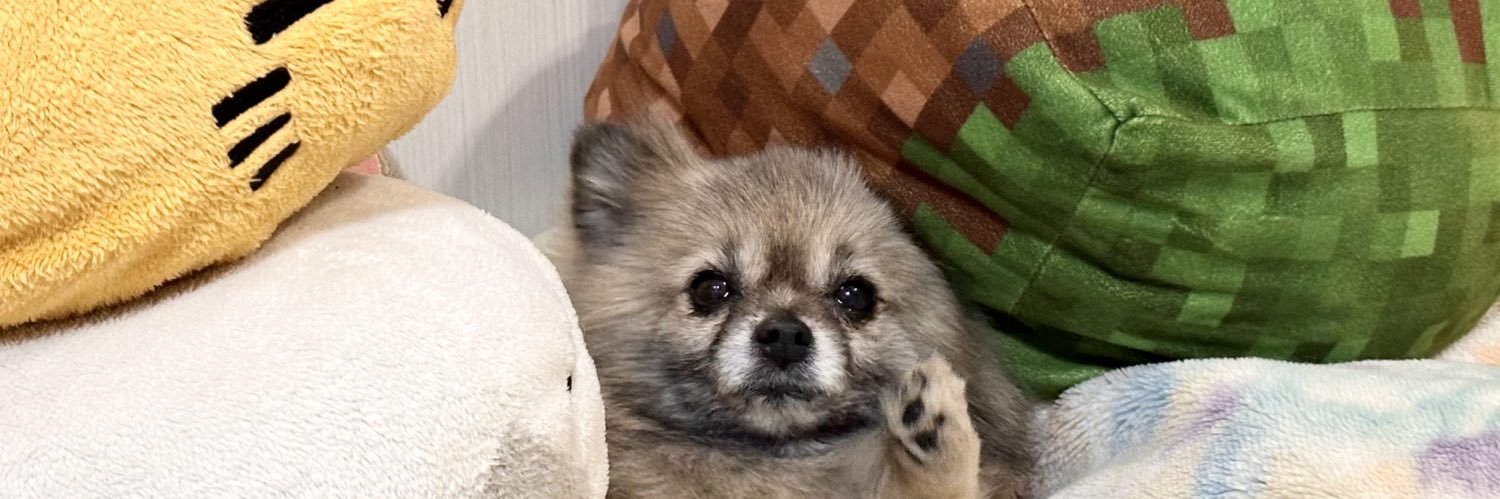 ポメラニアンのチャーちゃん🐶's banner