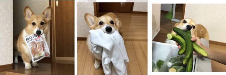 しお(ベル🐶)'s banner