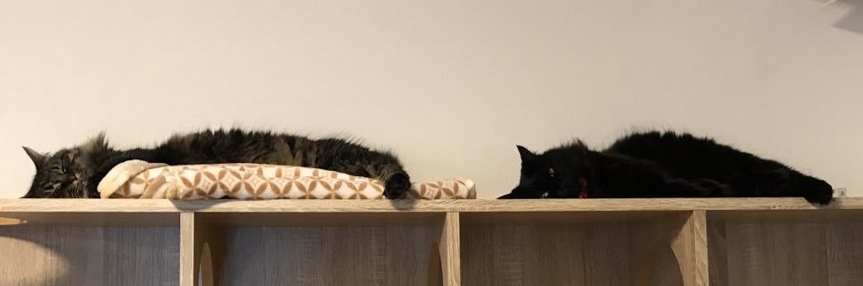 すがこ's banner