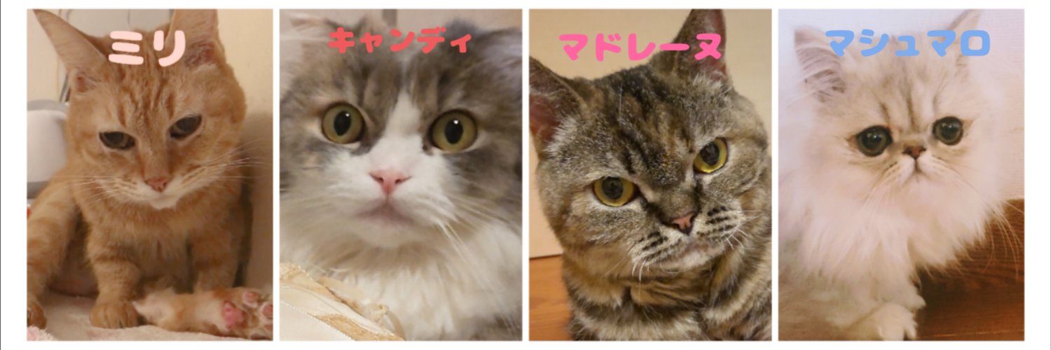 みるきぃ's banner