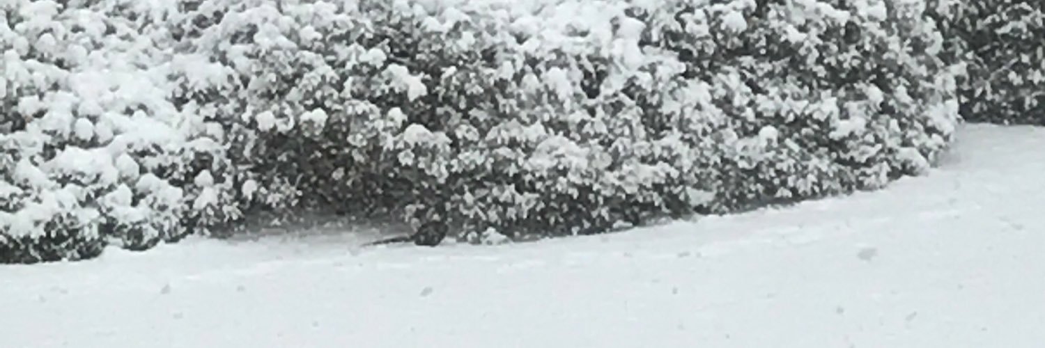 Carrie E's banner