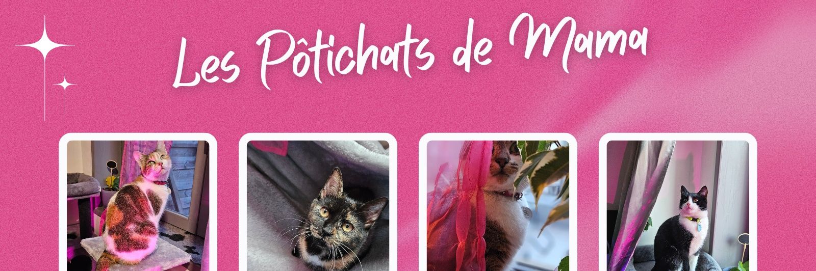 Les Pôtichats de MaMa 🐱🐾🐾💕 (𝓔𝓽 𝓶𝓮𝓼 💫)'s banner