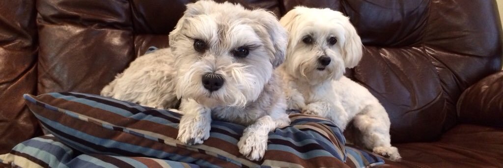 🌈Rocky The Rescue Schnauzer, Riley, Digby 🌈☘️'s banner