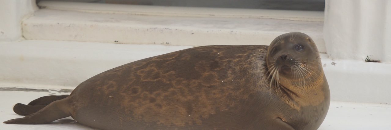 海獣先輩's banner