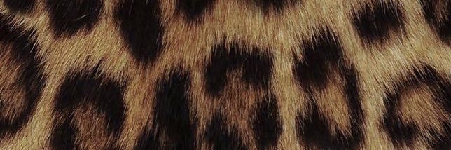 Div 🦂's banner