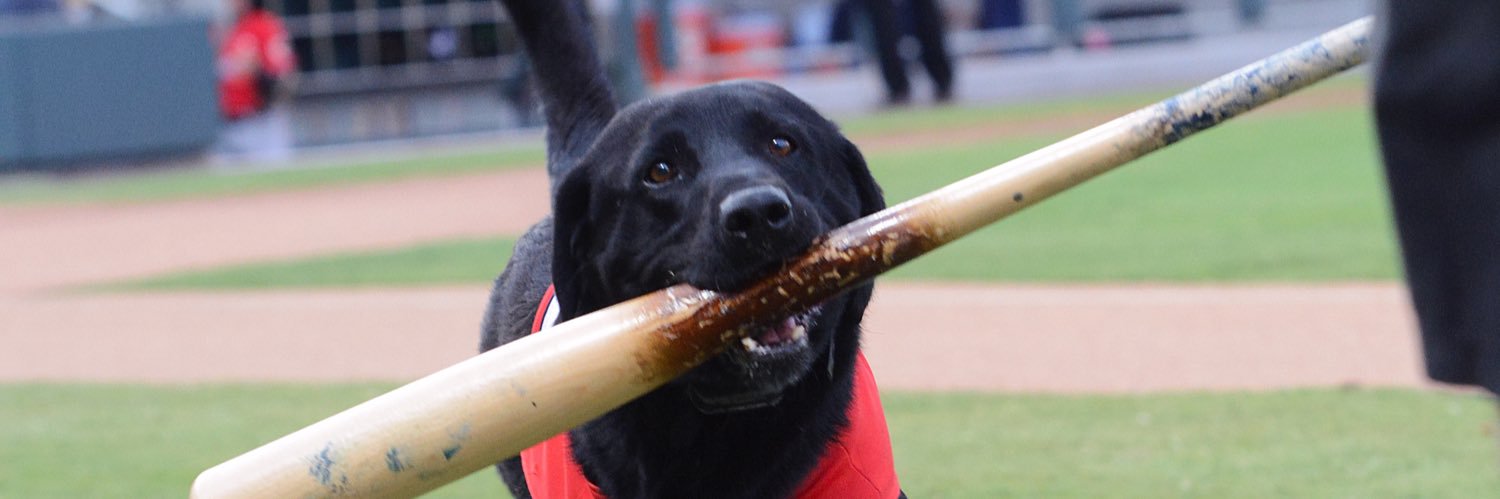 Finn the bat dog's banner