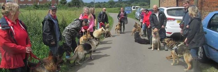 German Shepherd Rescue Elite ( GSRE )'s banner