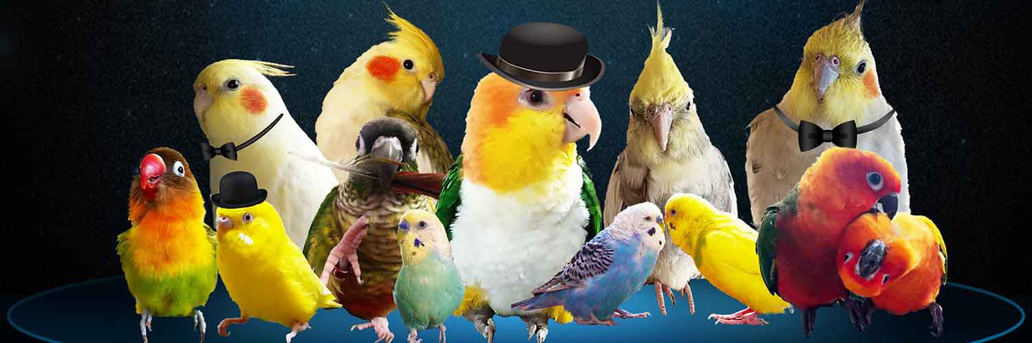 ふくぴぃ🐥's banner
