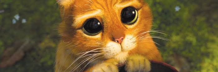 o gato de brotas's banner