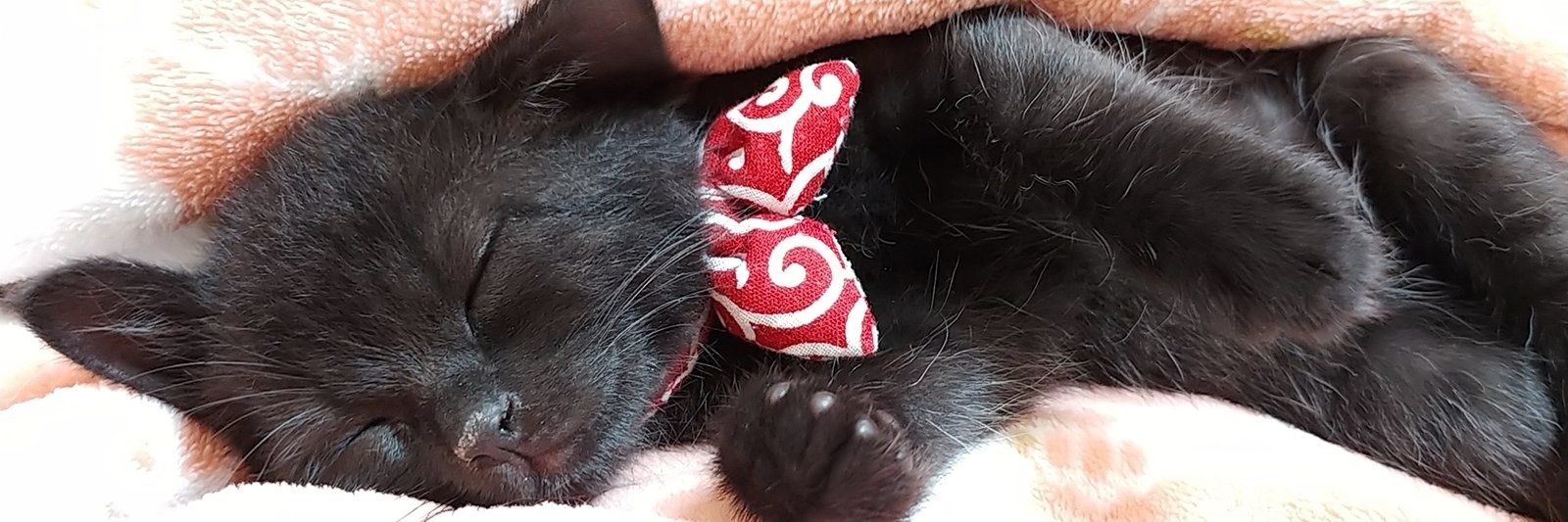 仔猫を拾ったので's banner