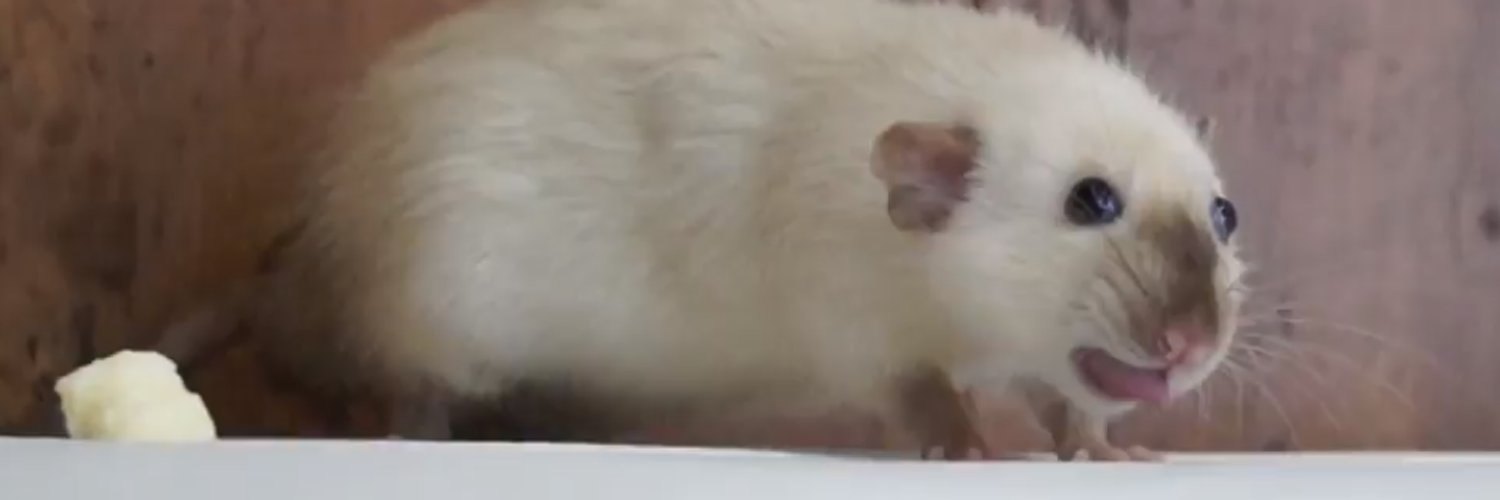 rat posteriors inc. 🐀💨's banner