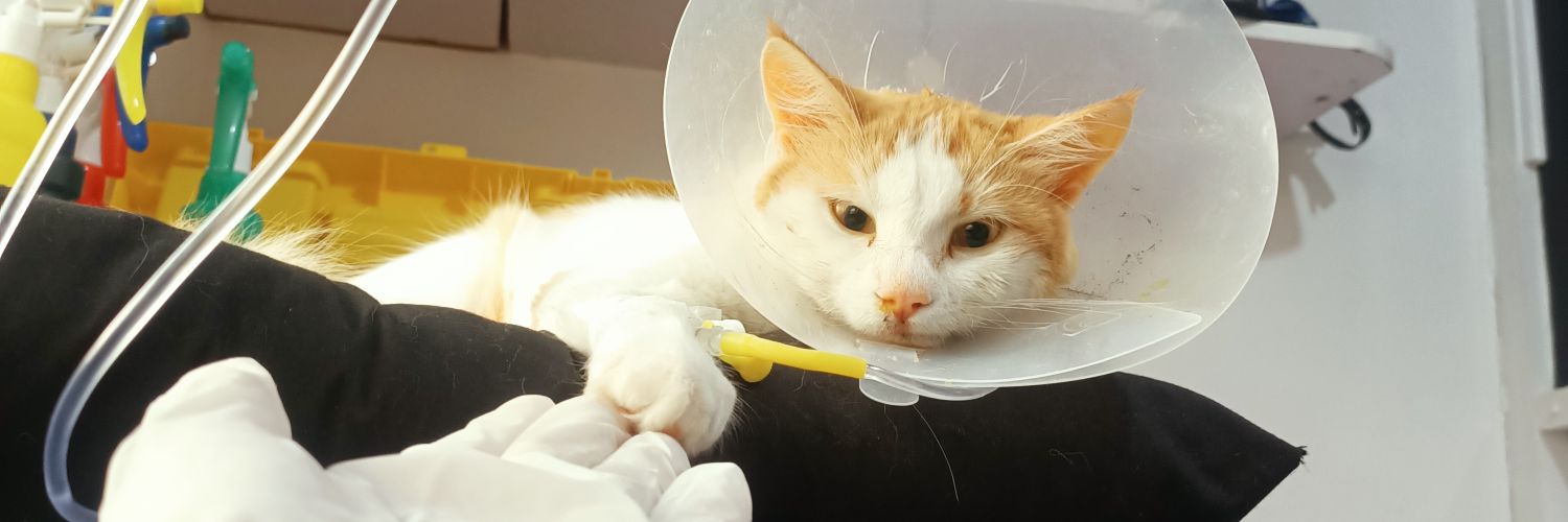 Dr. VetDigo's banner