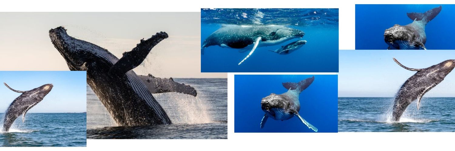 Lo 💙 (fan de baleines 🐳🐋's banner