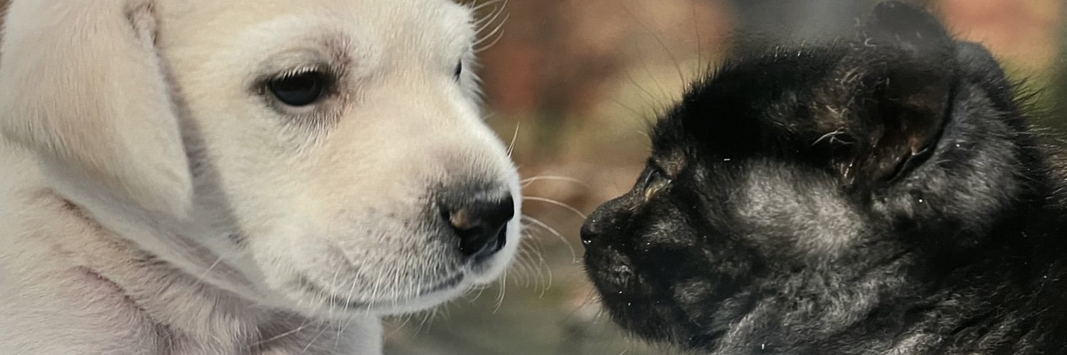 動物いのちの会いわて's banner