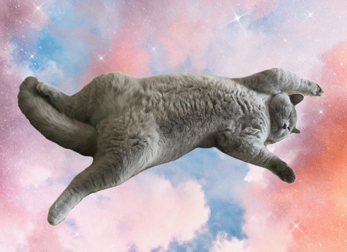 Silly little cats's banner