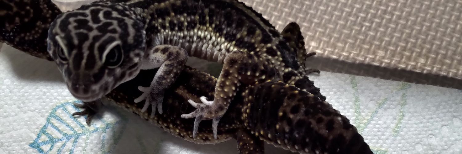 GeGeGecko's banner