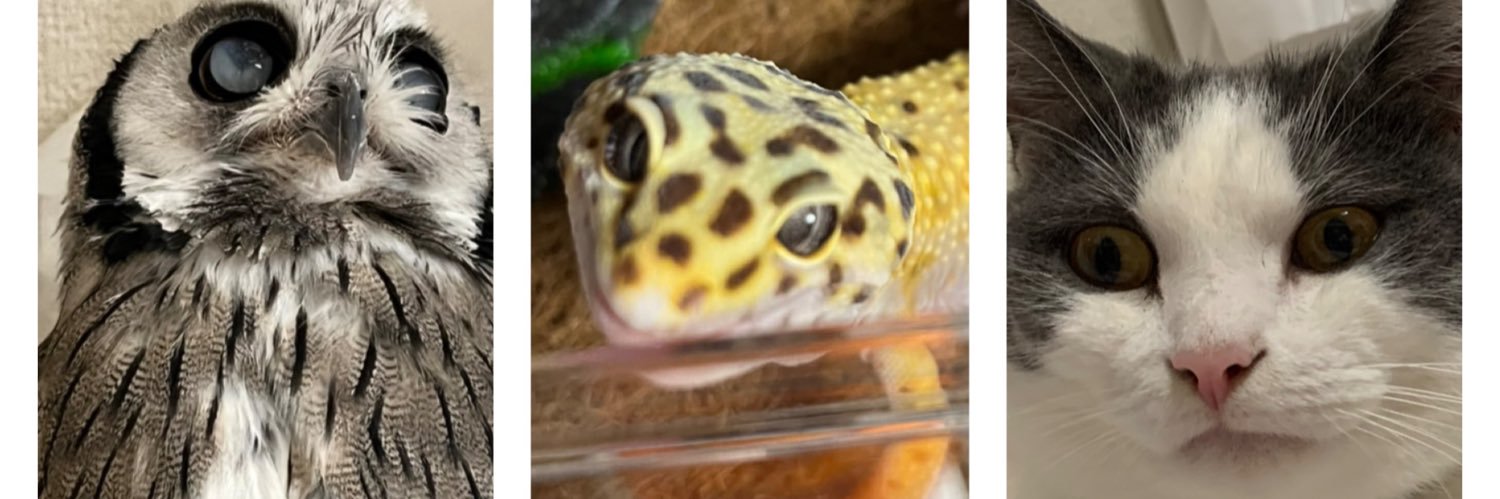 🦉✖️2🐦‍⬛、🐿️✖️2🐱🦎🐸の下僕（有馬）'s banner