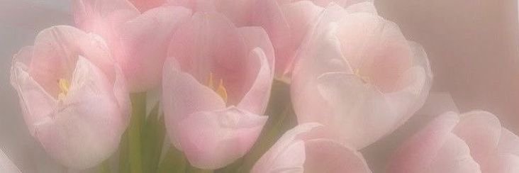 ❤︎🤍Dorothy🤍❤︎ (active-ish)'s banner