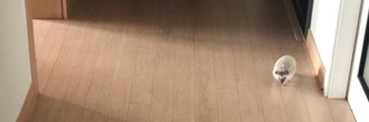 가시떡's banner