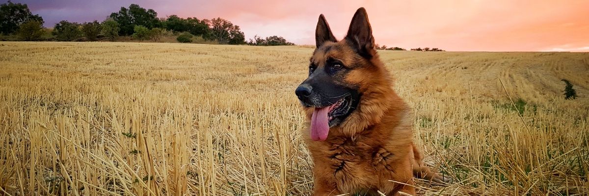 Dogs Planet 🌏🐕's banner