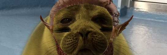 the legendary seal'zel 🦭's banner