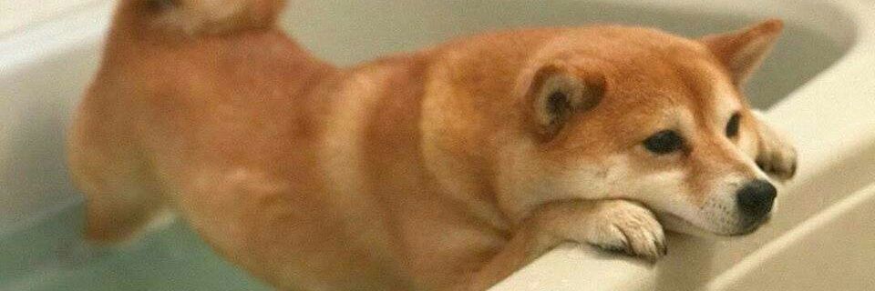 亚热带火爆猴's banner
