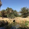 محمد ( mohmd) الحريي profil fotoğrafı