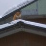 トランジスタ 的头像