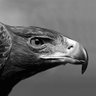 RESPECT's profile picture