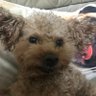 Suzuki's profile picture
