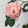 まばたき こまたき 的头像