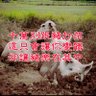不跟豬打架 的头像