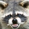 Profilbild von Mapache Marginal