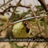 Фото профиля فهد الحميد التميمي